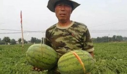 林州市吃瓜最新事件爆料,揭秘背后惊人真相